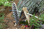 Image description